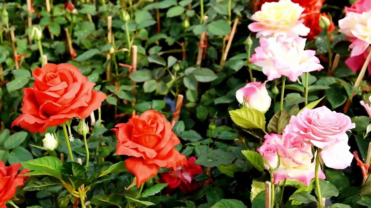 Tipos de Rosas - Música Relaxante