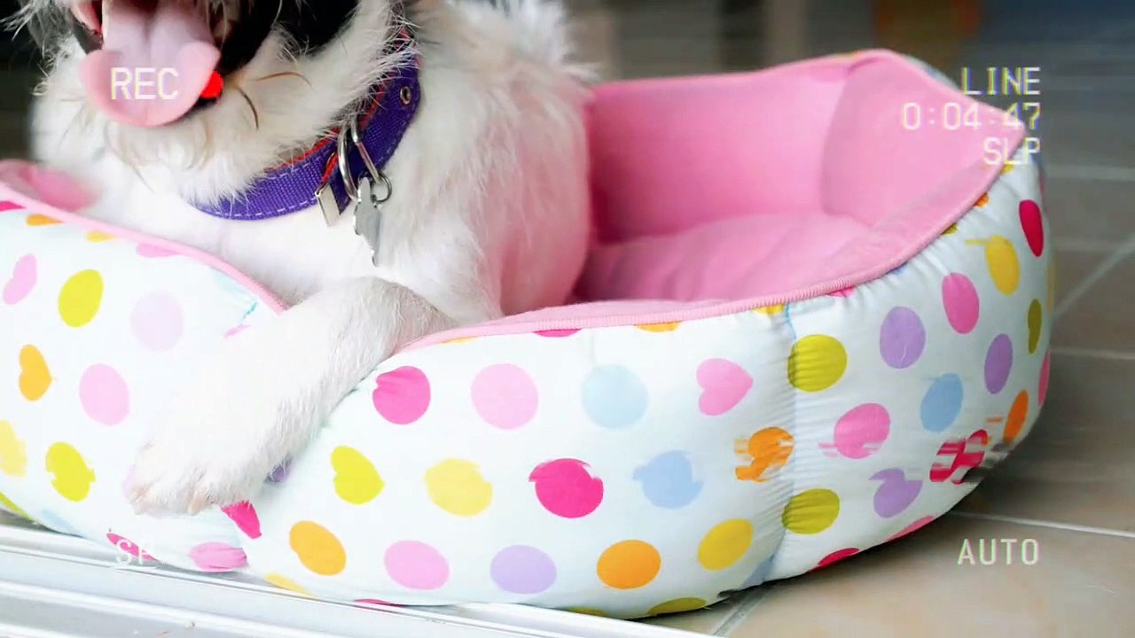 dog training videos, dog training tips, best dog training, Dog Training