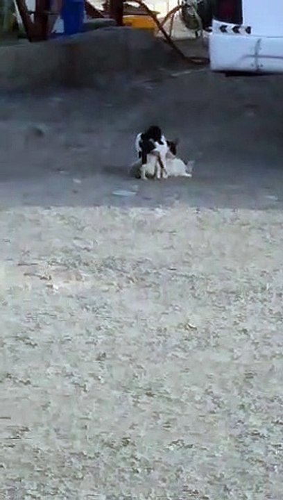 Adorable & Funny Moments Cats Love to Share 🐱