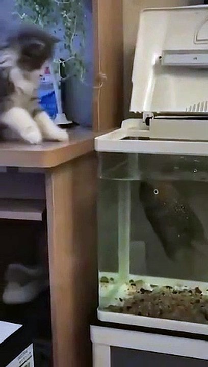 cats versus fish