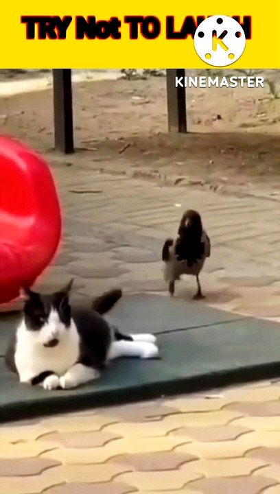 Hindi cat and crow comedy