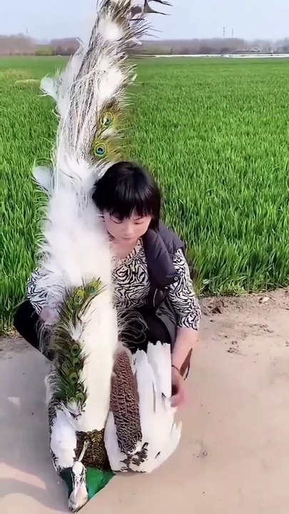 Beautiful Female Peacock