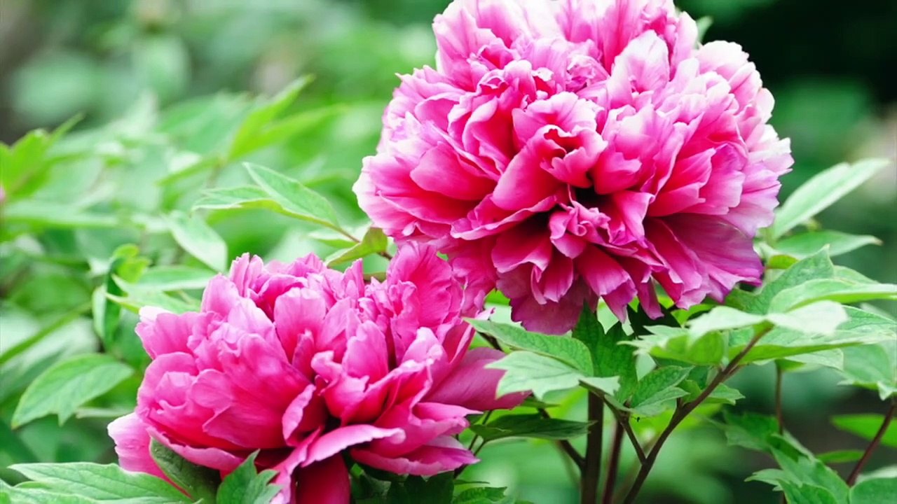 20 Minute Instant CALMING MUSIC, Relaxing Music, Calm Music, Relax, Meditation Music, Sleep Ezy