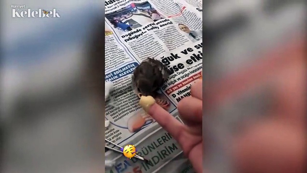 Gizem Karaca minik serçeyi kurtardı