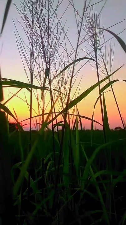 Natural video shorts #shorts