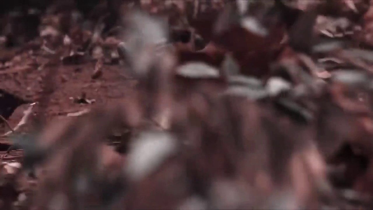 Pushpa 2 Allu Arjun Teaser |  Pushpa 2