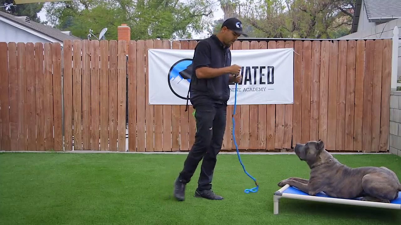 Essential Dog Training Tips for a Well-Behaved Pet 🐶