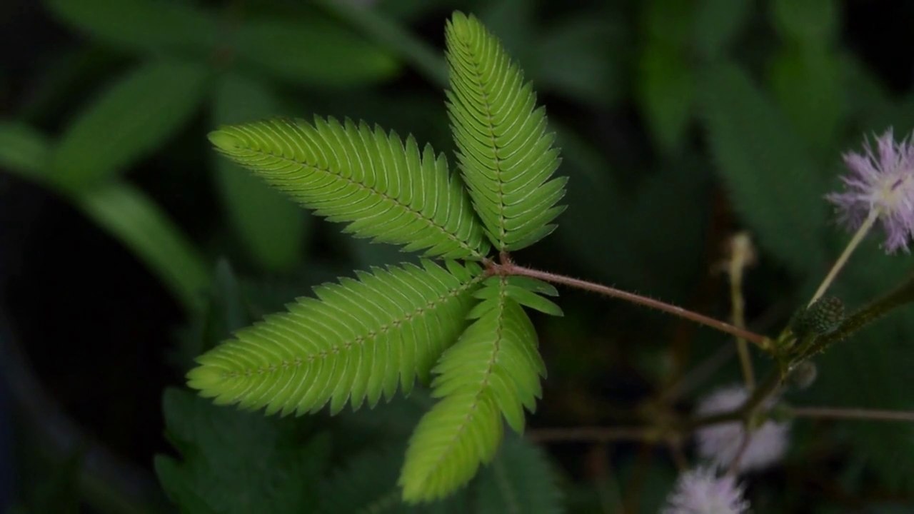 Relaxing Music: Fantasy Music, Beautiful Music, Relaxing Music