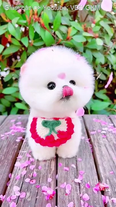 Cute pets cute doggy cute puppy