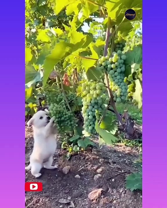 Amazing #trending #viral