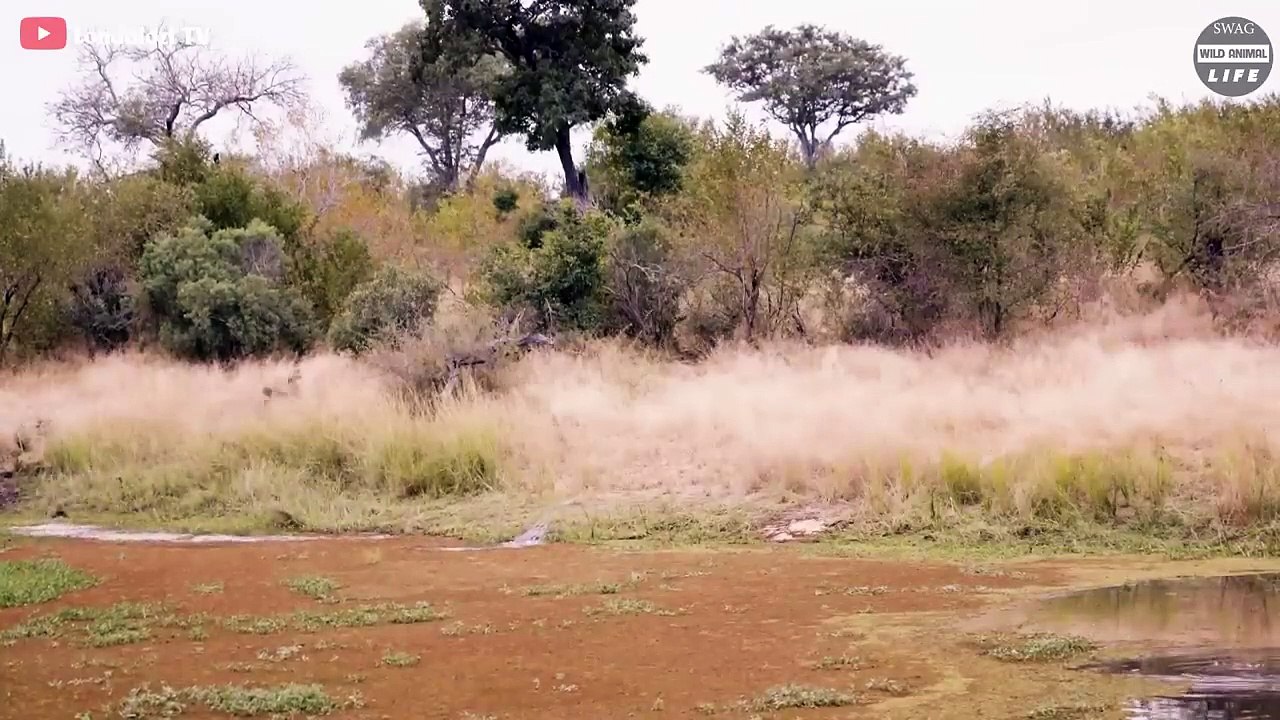 Cheetah Is Suddenly Attacked By Crocodile And What Happened Next