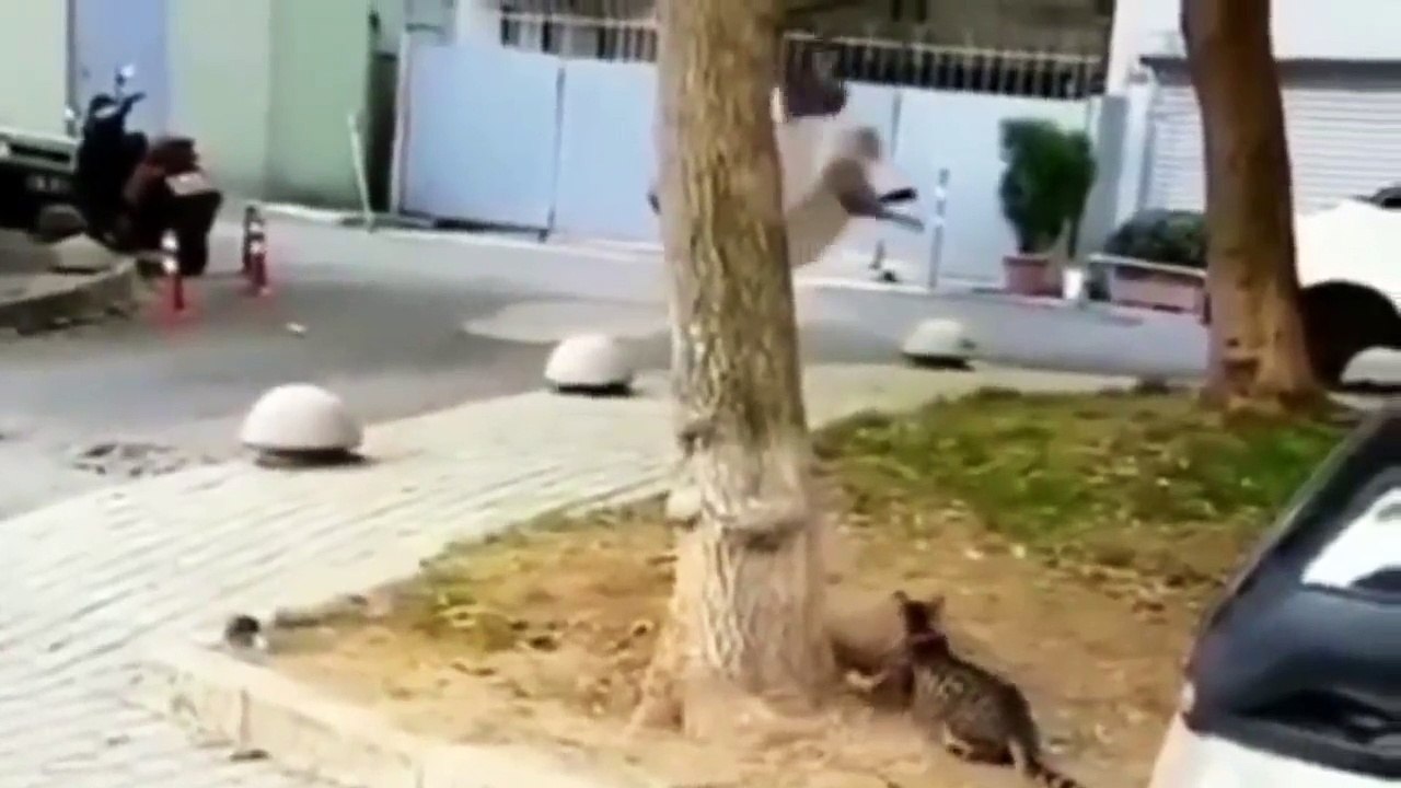 Kelakuan kucing | kucing marah marah