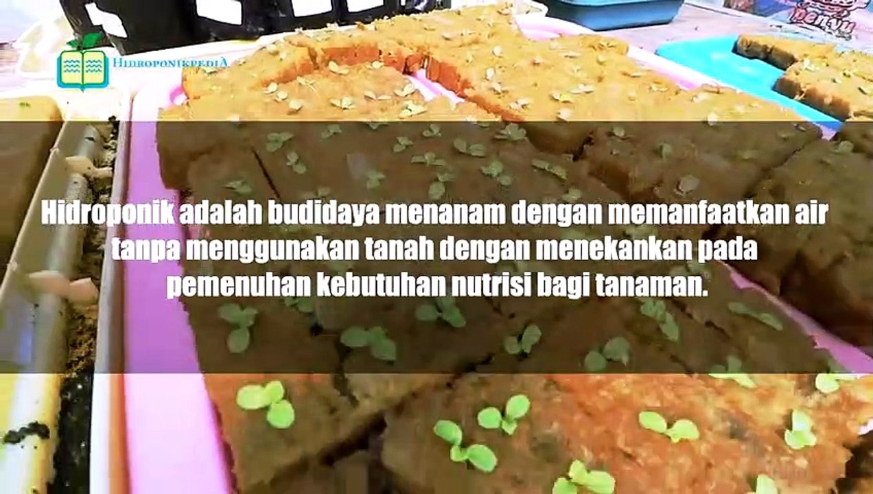 Hydroponics Tutorial for Beginners