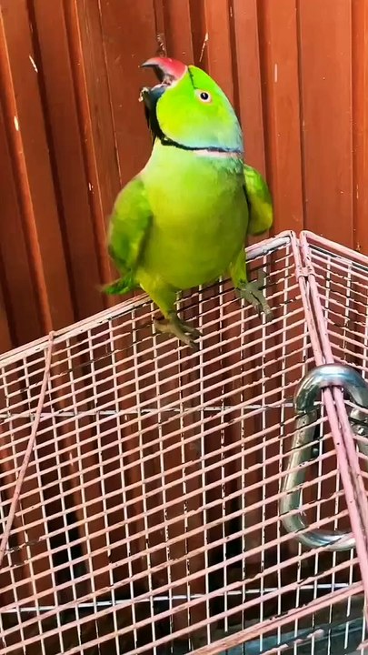 Talking Parrot Best Talking