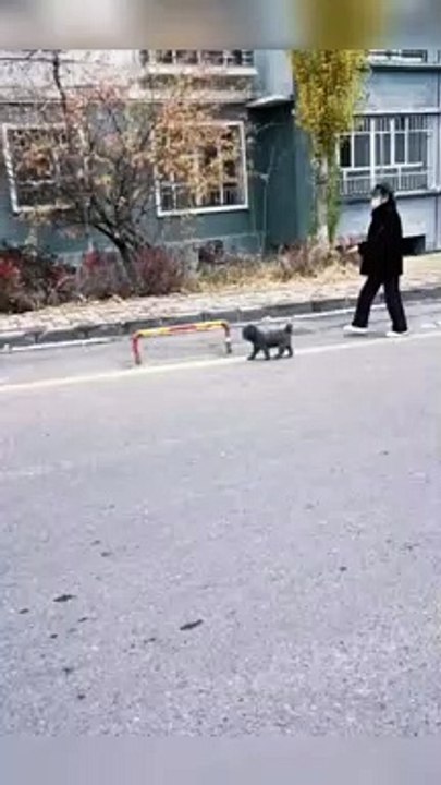 #FUNNY #israeil #agra #landon #canada and the great #drivingfail #short #tiktok #short #tiktok #short #tiktok #short #tiktok #short #tiktok #short #tiktok #short #tiktok #short #tiktok #short #tiktok #short #tiktok #short #tiktok #short #tiktok #short #ti