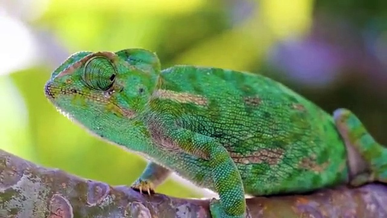 Ultimate Wild Animals Collection in 8K ULTRA HD