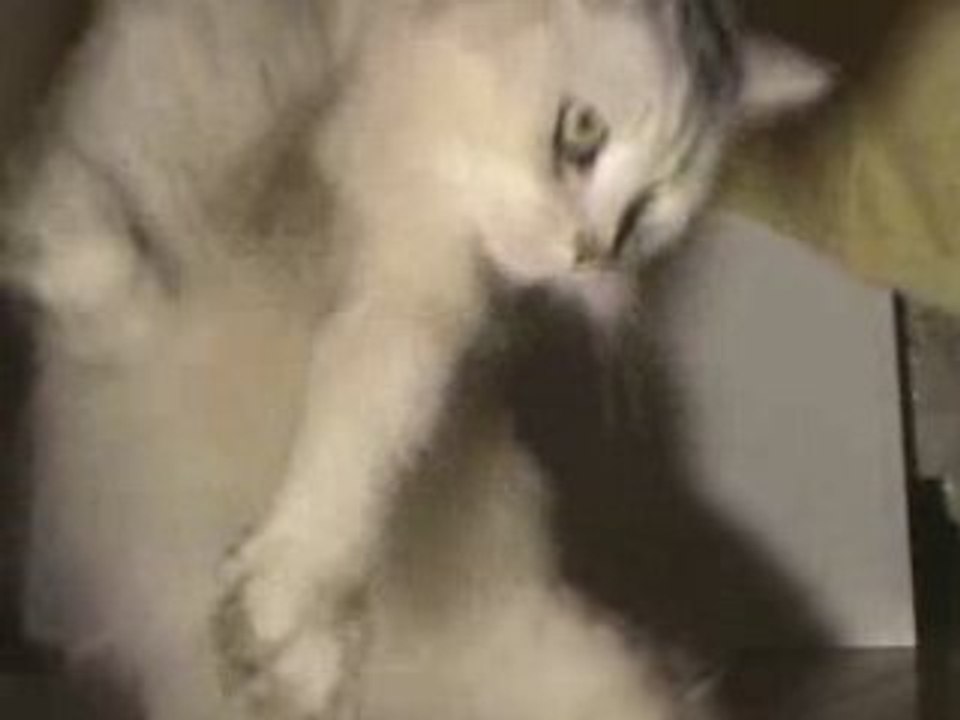 Любимая кошка против Тимати