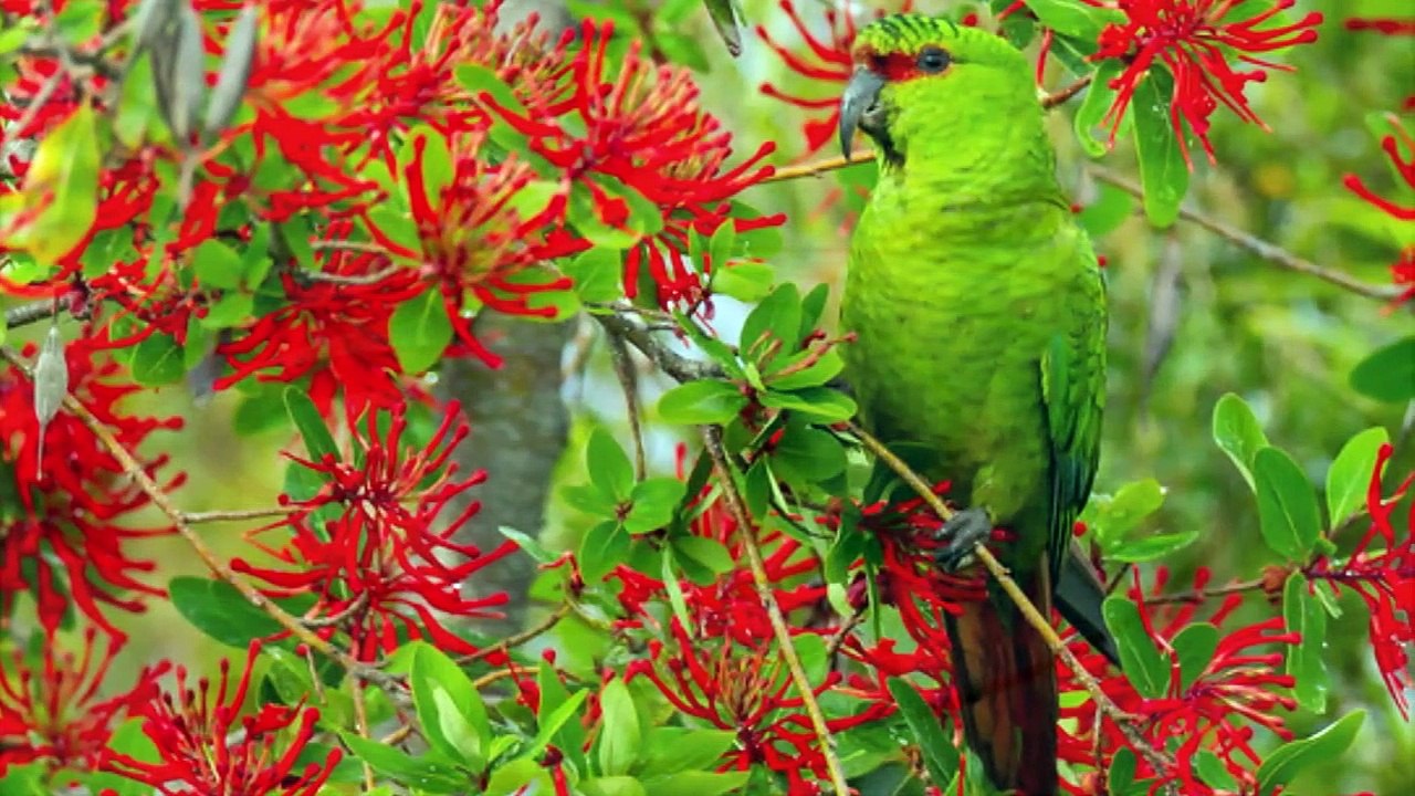 Canto de la Cotorra Choroy