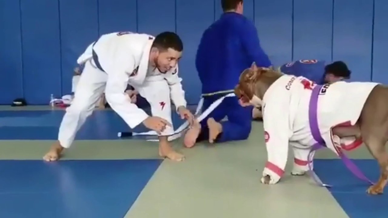 Fitbull should study self-defense.