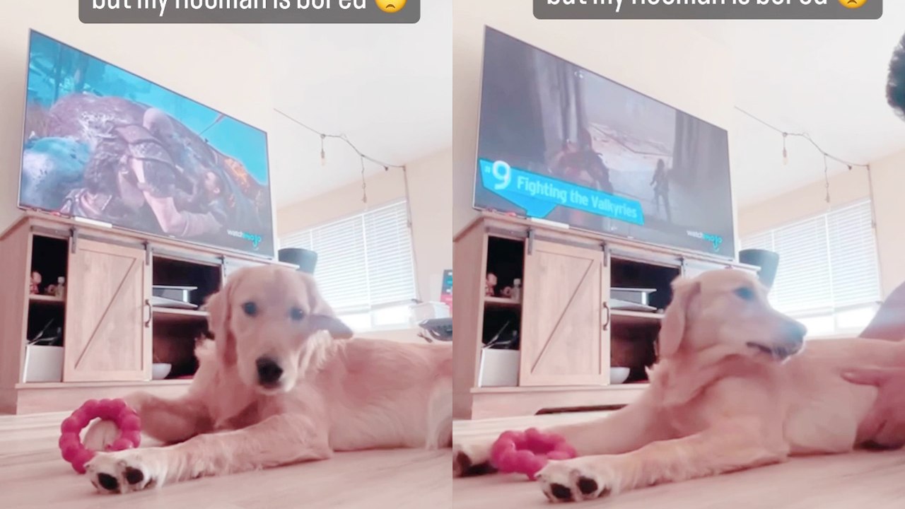 Man cures his boredom by annoying his adorable Golden Retriever