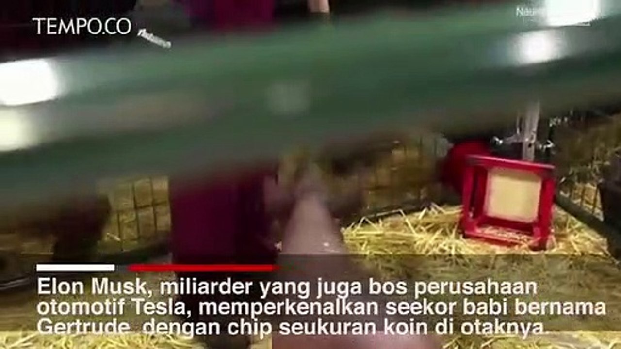 Ini Tujuan Elon Musk Tanamkan Chip Komputer di Otak Babi