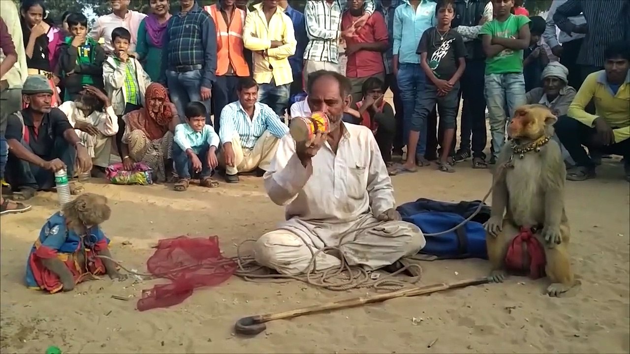 Bandar Bandariya Ka Khel | क्या कमाल का बंदर है | Comedy Video