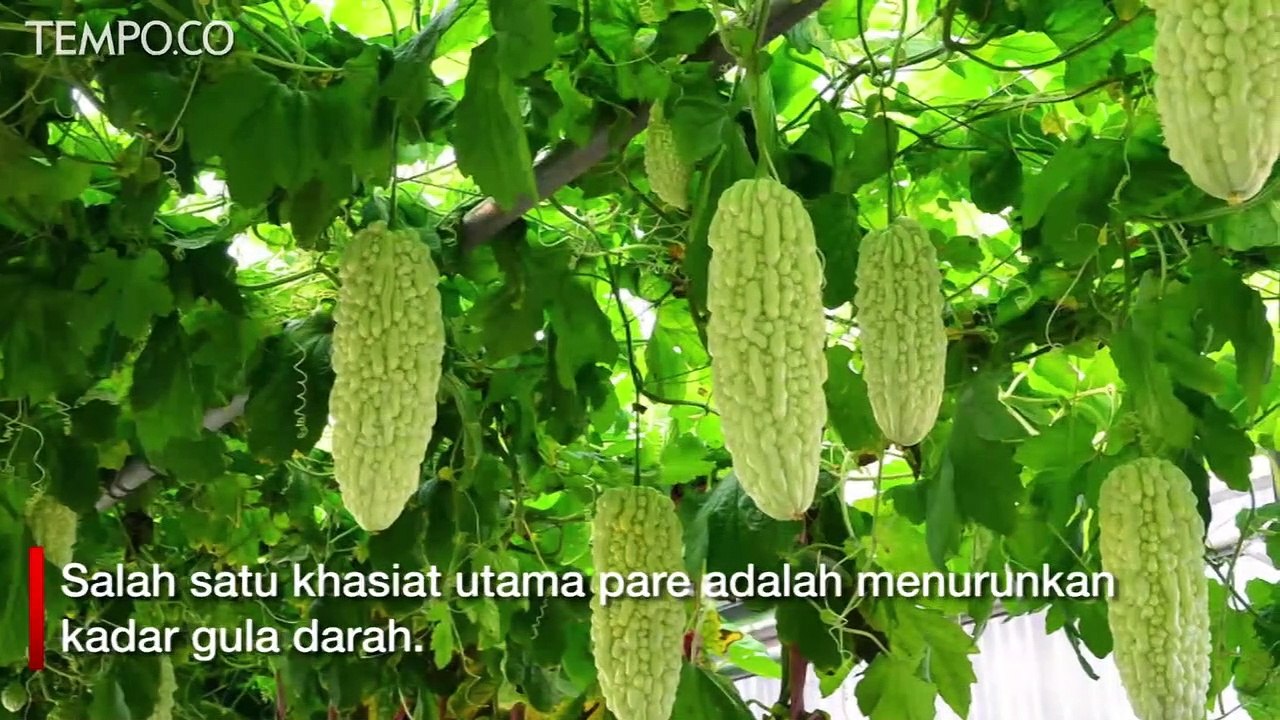 Segudang Manfaat Daun Pare, dari Buah Sampai Air Pare untuk Kesehatan