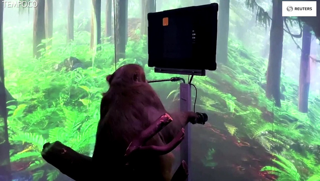 Elon Musk Pasang Chip di Otak Monyet Jadi Jago Main Game