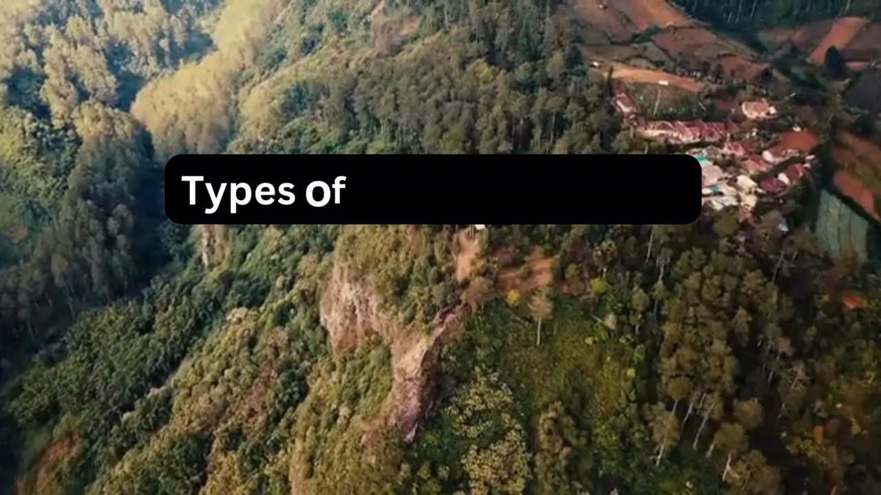 Types of Birds of Paradise