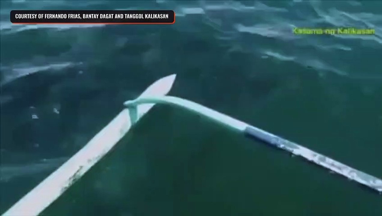 Shoal of whale shark seen at coast of Sariraya, Quezon