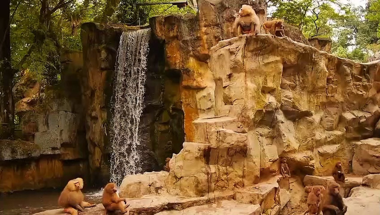 Viral Video! Don't Forget to Subscribe & Like 👍