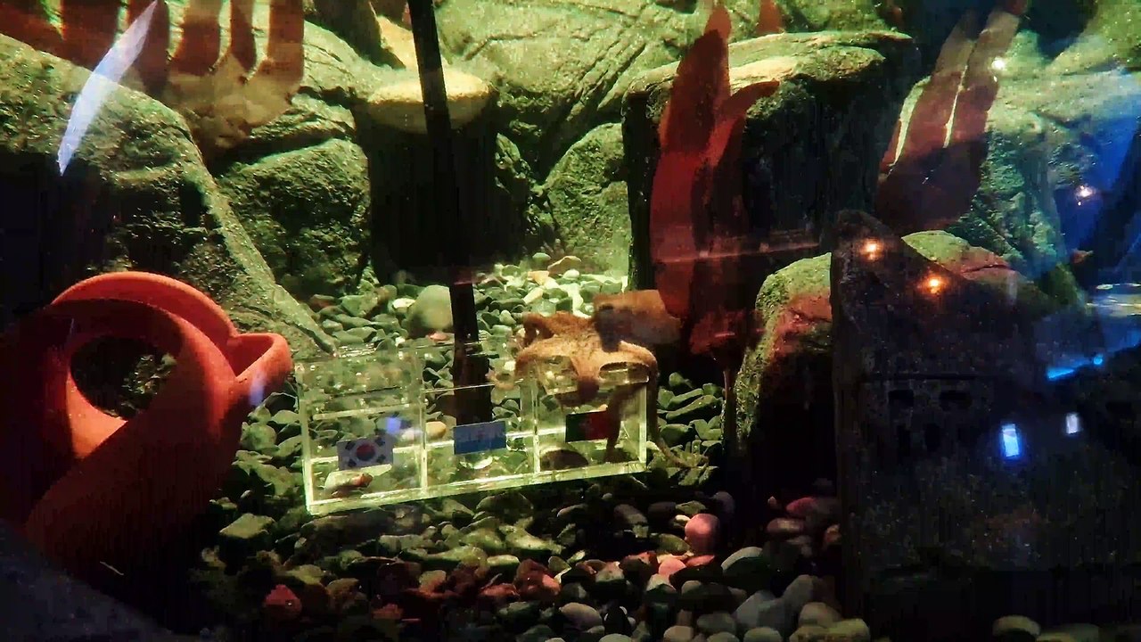 Coreia do Sul-Portugal