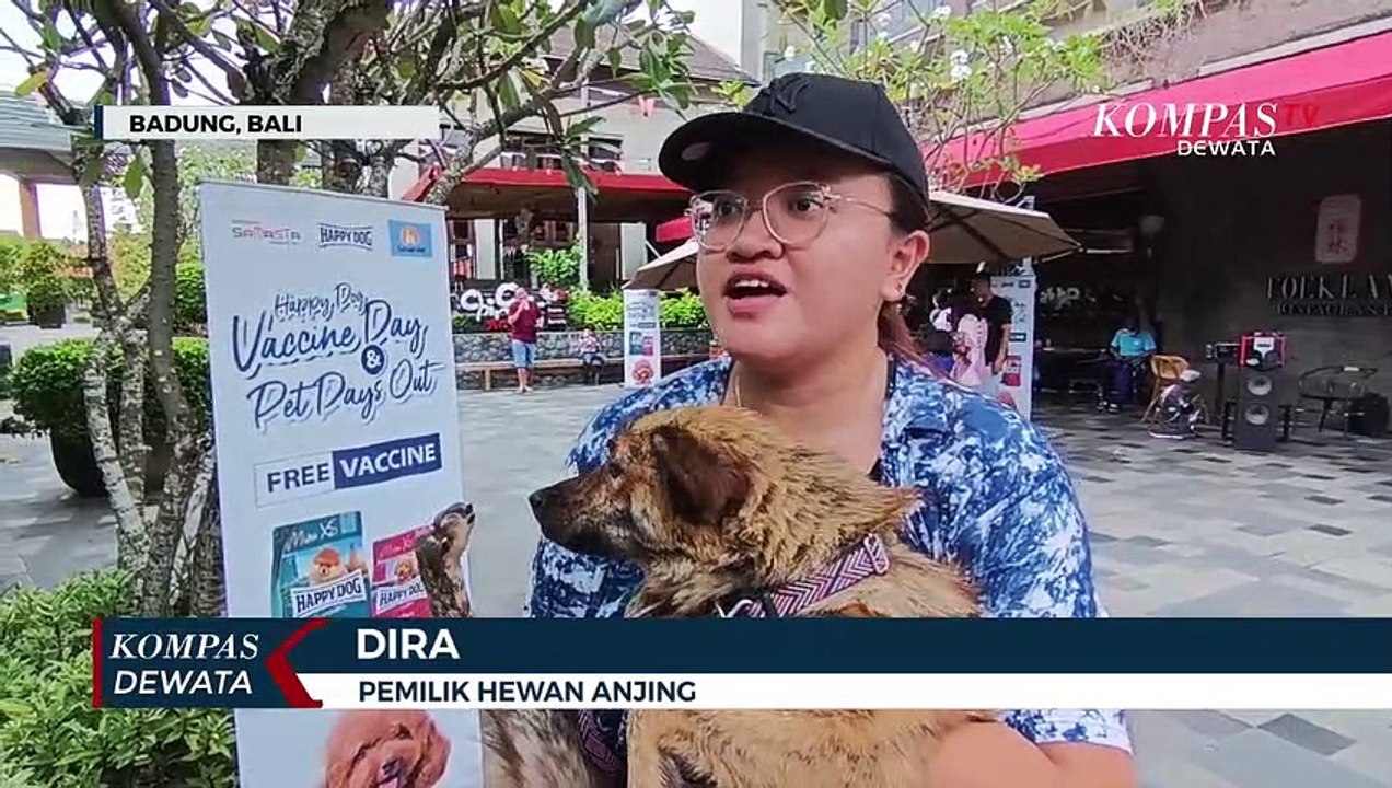 Cegah Rabies, Ratusan Ekor Anjing Disuntik Vaksin Rabies