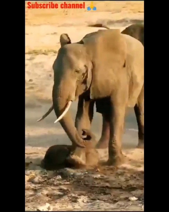 Watch Elephants Enjoy Playing with Videos 🐘