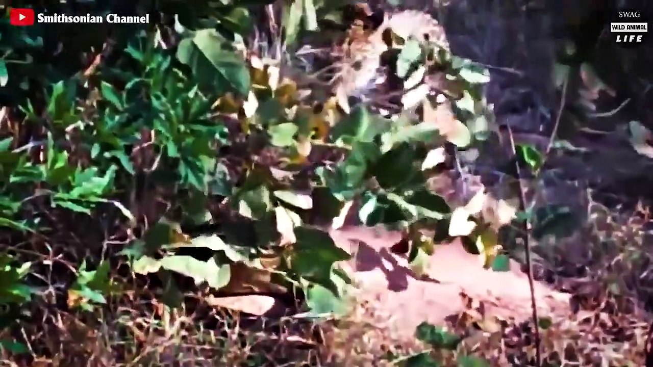 What Happens When The Python Can't Hunt And Is Seriously Injured