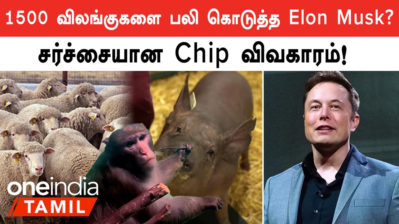 Elon Musk-ன் Neuralink மீது குற்றச்சாட்டு! 1500 Animal-ன் நிலைமை? | OneIndia Tamil