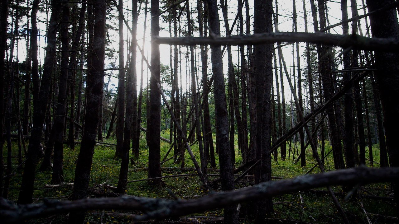 The Curse of Oak Island|Bonus: Paranormal|S4|E