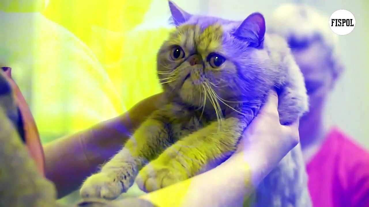 the different breeds of cute cats are adorable and bald to resemble tigers