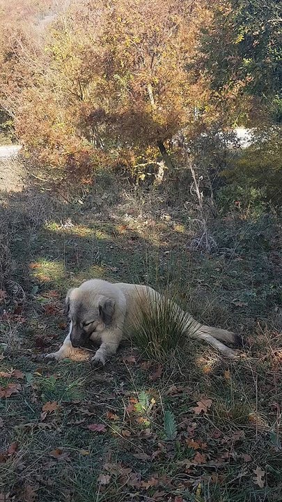 Puppy cleaning cleaning