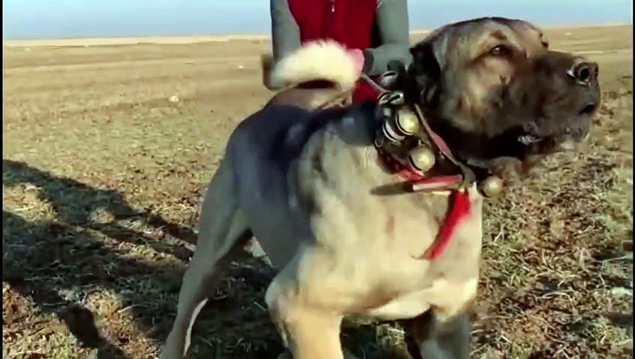 kangal dog vs wolf (2022)   kangal dog vs wolf video   kangal dog vs wolf real fight  WILD Addiction (5)