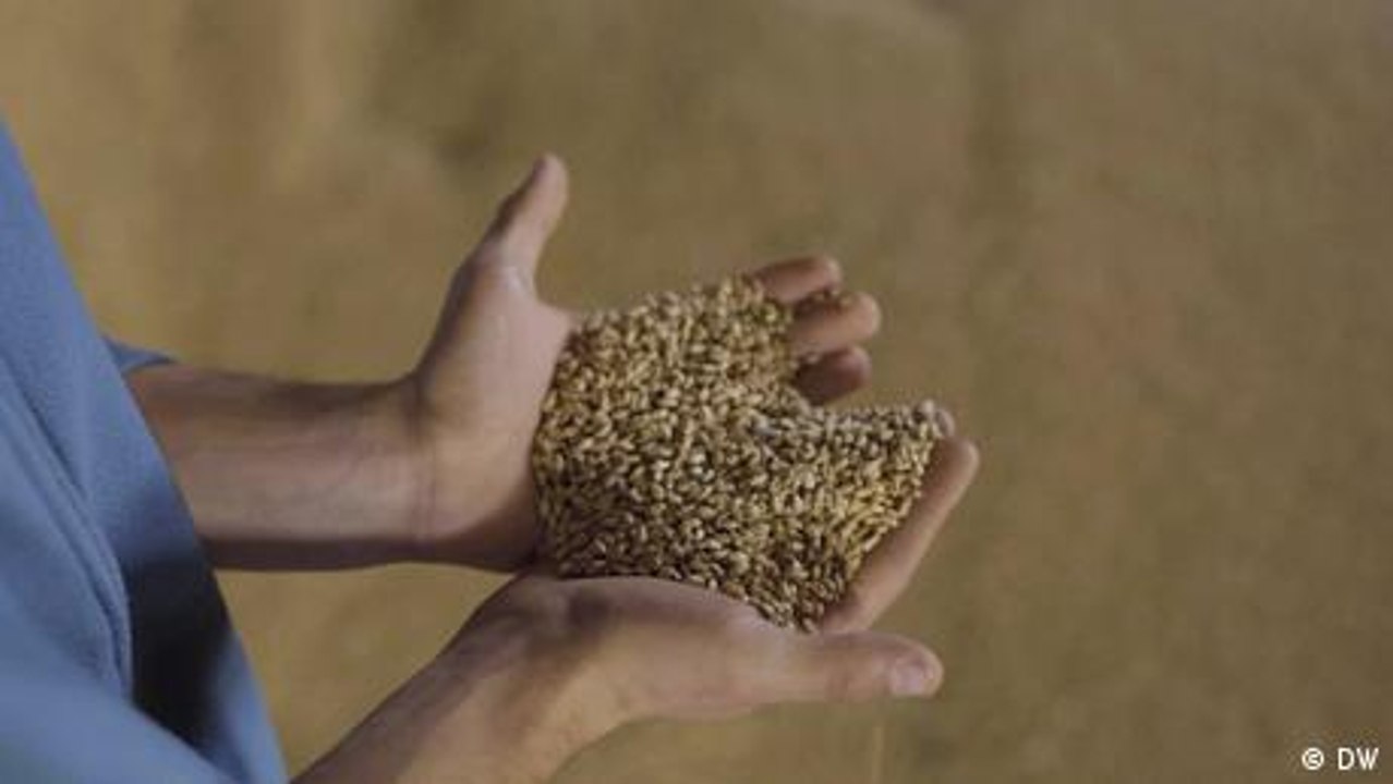 Ukraine: the impact of war on Ukrainian farmers