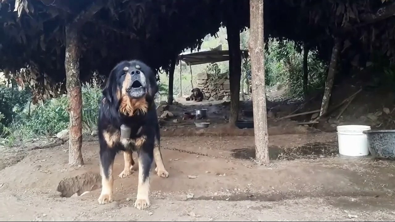 Dog fight compilation - Dogs fight for females   dog fight street   Dog fight