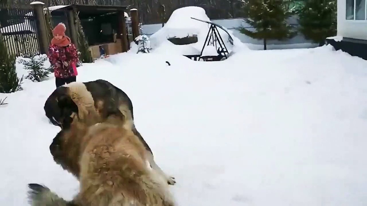 kangal dog vs wolf (2022)   kangal dog vs wolf video   kangal dog vs wolf real fight  WILD Addiction (2)