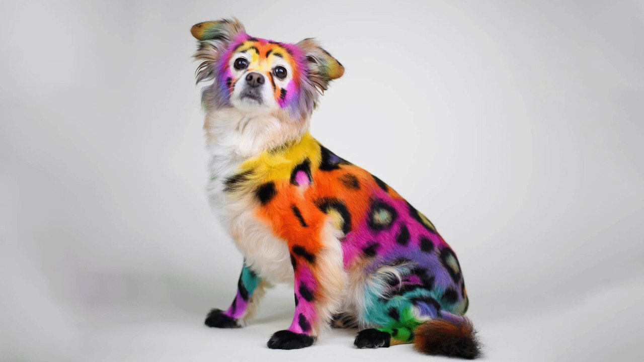 This Dog Groomer Turns Dogs Into Pokemon