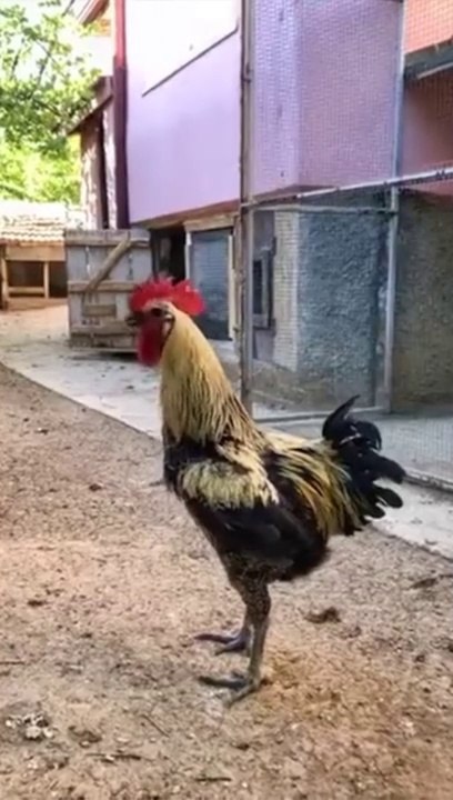 Murge ke surili gane