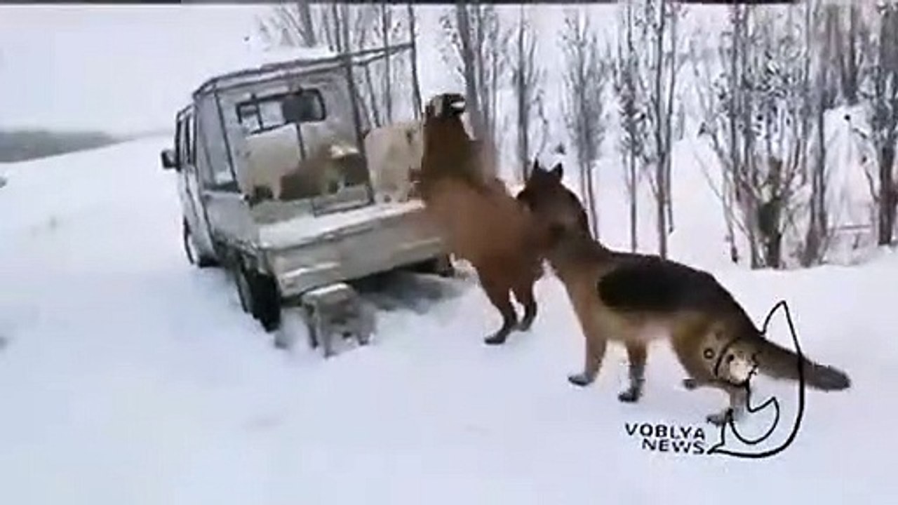 Ces chiens de berger sont vraiment super intelligents