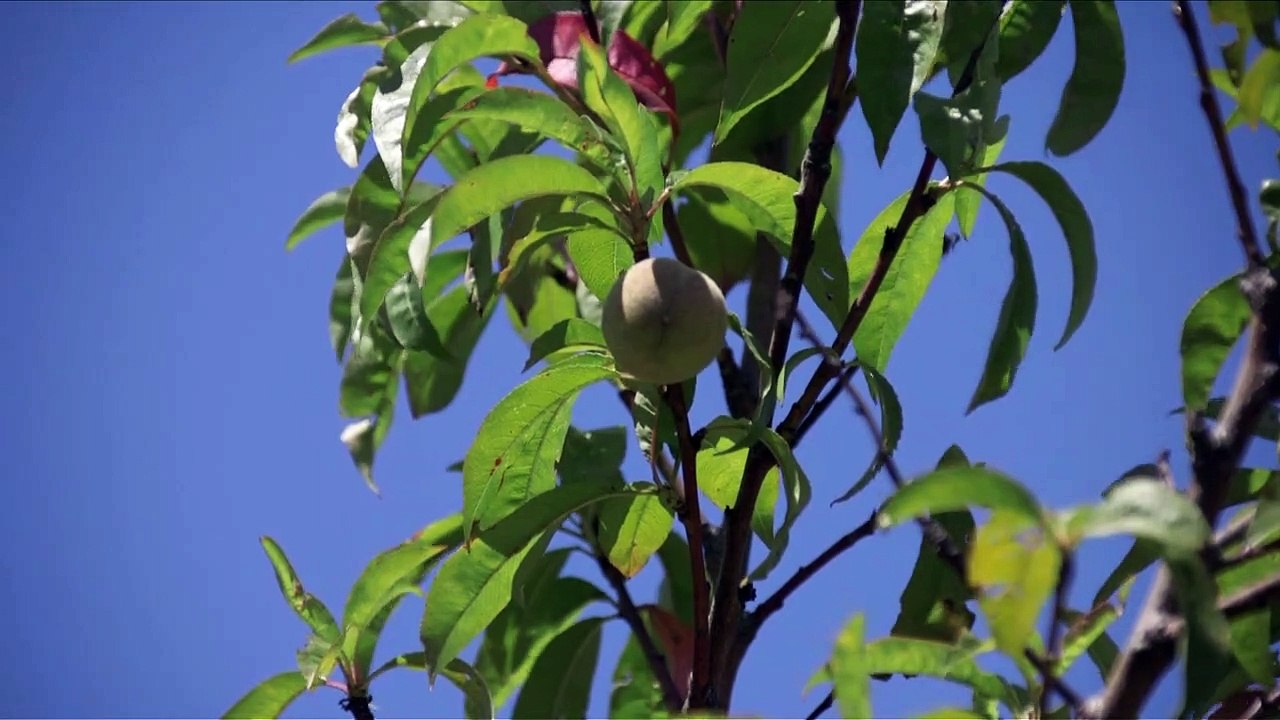 Bienveillance paysanne Bande-annonce VF