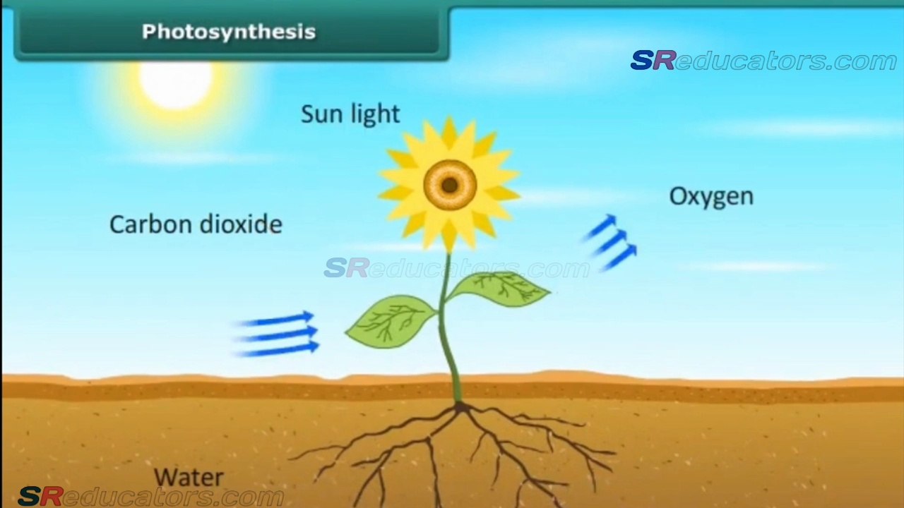 CLASS 7 BIOLOGY NUTRITION IN PLANTS