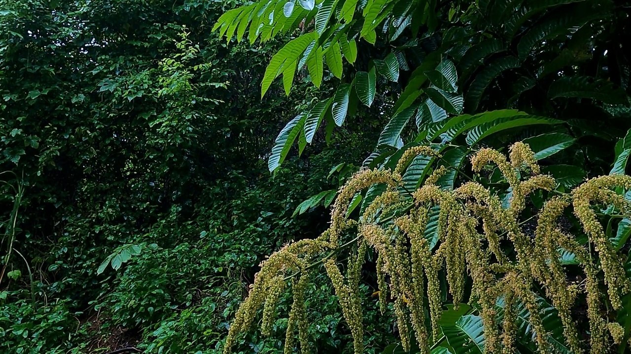 the sound of rain part 1