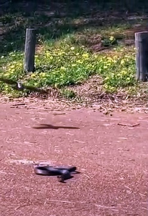 animal fighting   top animal fighting  (2022) #shorts